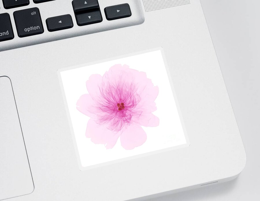 Xray Sticker featuring the photograph X-ray Of Peony Flower by Ted Kinsman