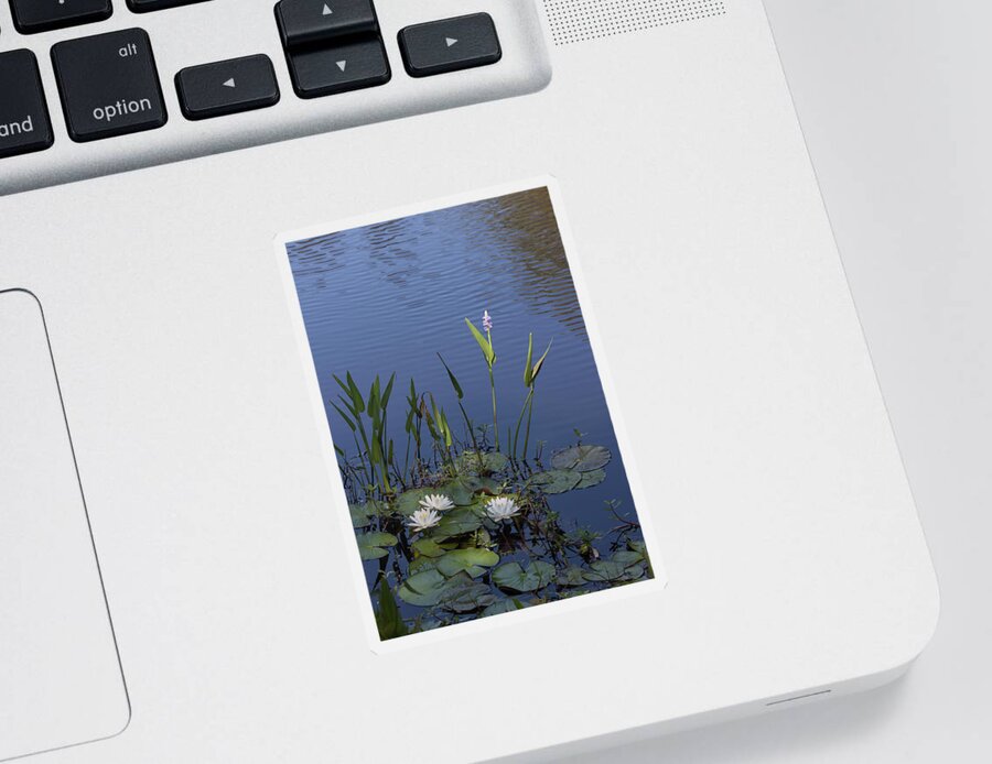 Photograph Sticker featuring the photograph Yawkey Wildlife Reguge Water Lilies with Rare Plant by Suzanne Gaff