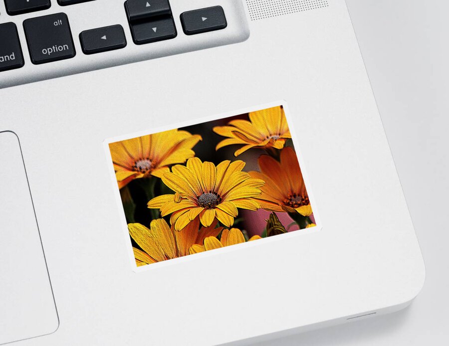 Nature Sticker featuring the photograph Yellow African Daisies Embossed by Sheila Brown
