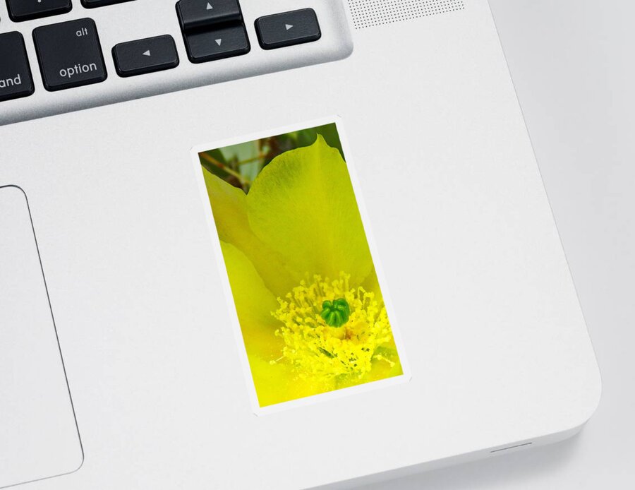  Arizona Sticker featuring the photograph Yellow Bloom 1 - Prickly Pear Cactus by Judy Kennedy