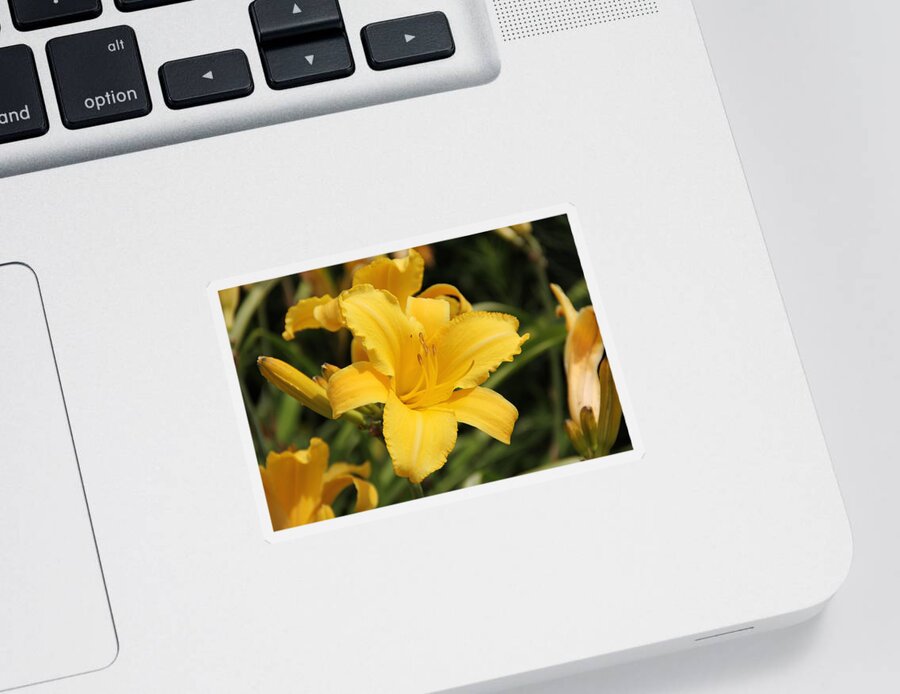 Lily Sticker featuring the photograph Yellow Daylily by Allen Nice-Webb