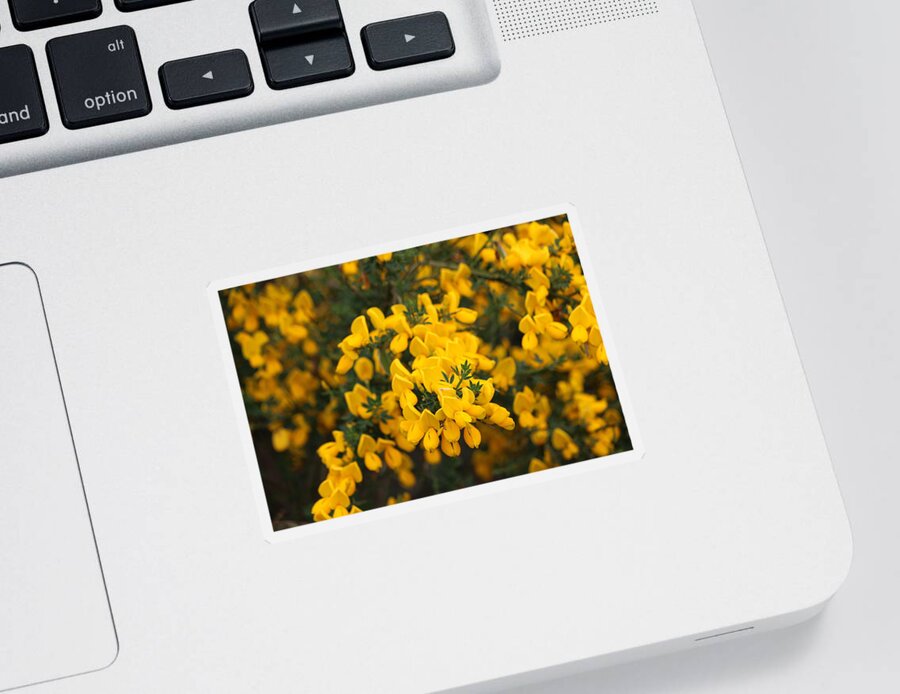 Yellow Flowers Sticker featuring the photograph Yellow Flowers - 3 by Christy Pooschke