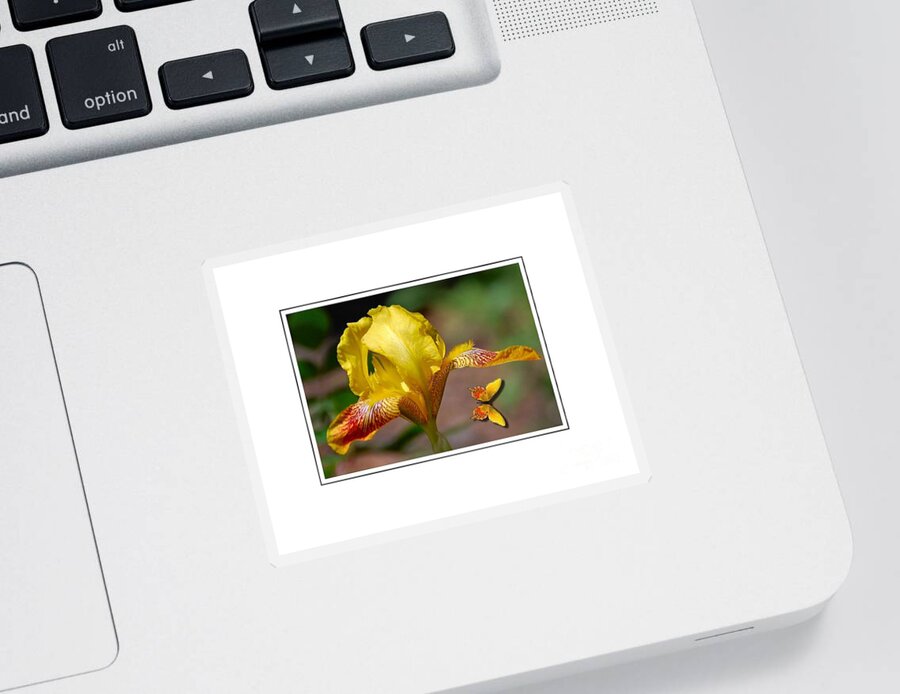 Flower Sticker featuring the photograph Yellow Iris and Butterfly by Elaine Manley