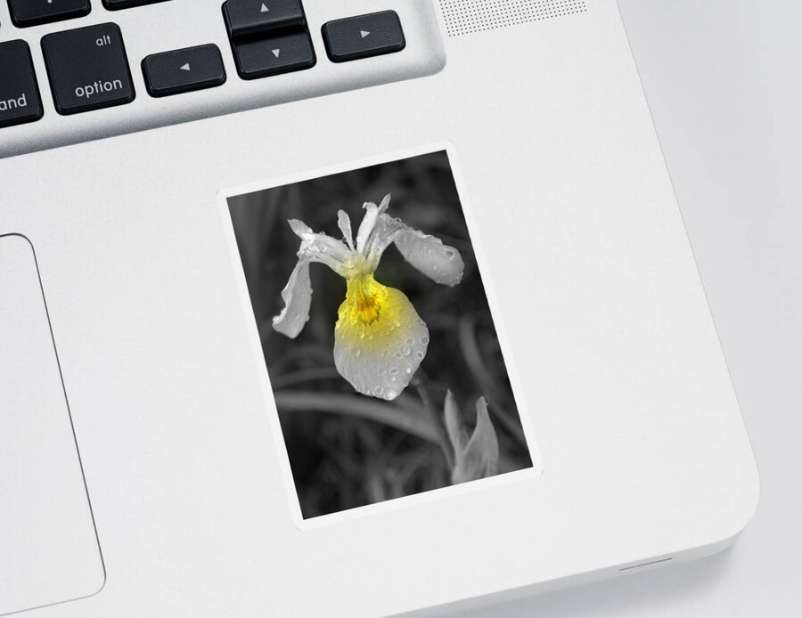 Flower Sticker featuring the photograph Yellow Iris by Kimberly Woyak