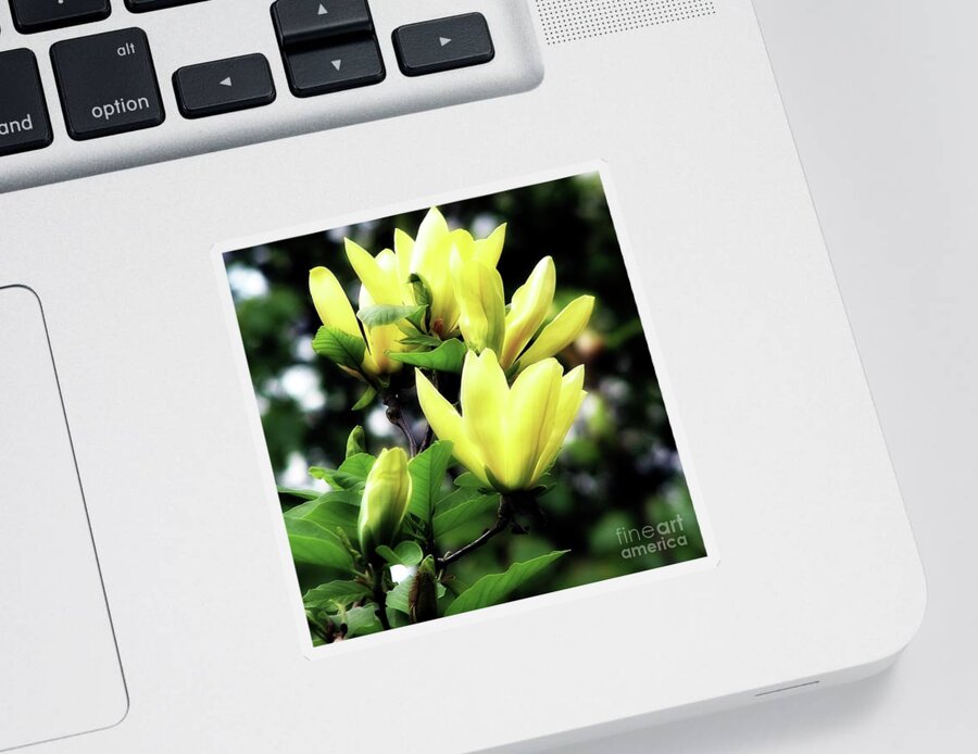 Yellow Sticker featuring the photograph Yellow Magnolia Flowers Macro Sunshine Glow Effect by Rose Santuci-Sofranko