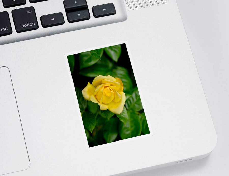 Rose Sticker featuring the photograph Yellow on green. by Elena Perelman