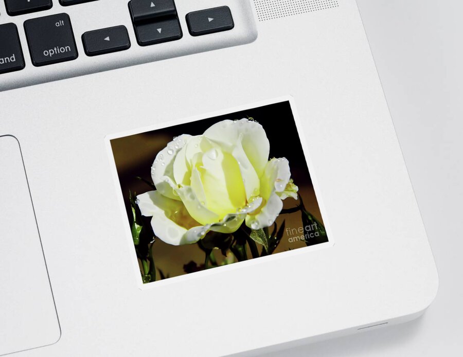 Roses Sticker featuring the photograph Yellow Rose Dew Drops by D Hackett
