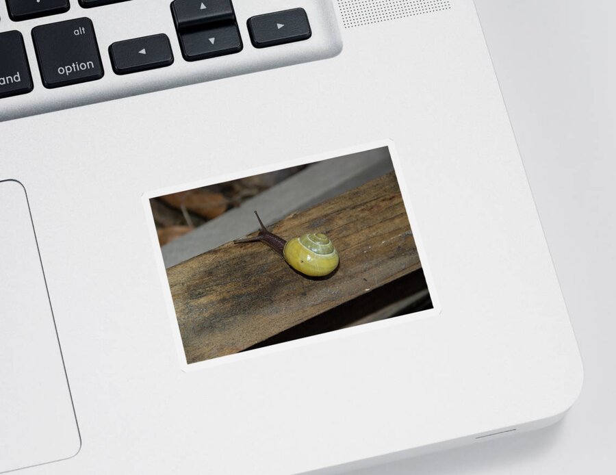 Yellow- Tailed Snail Sticker featuring the photograph Yellow Snail by Ee Photography