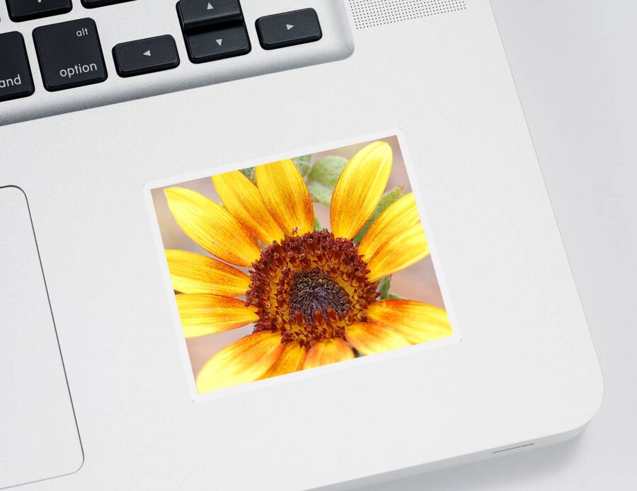 Sunflower Sticker featuring the photograph Yellow Sunflower by Amy Fose