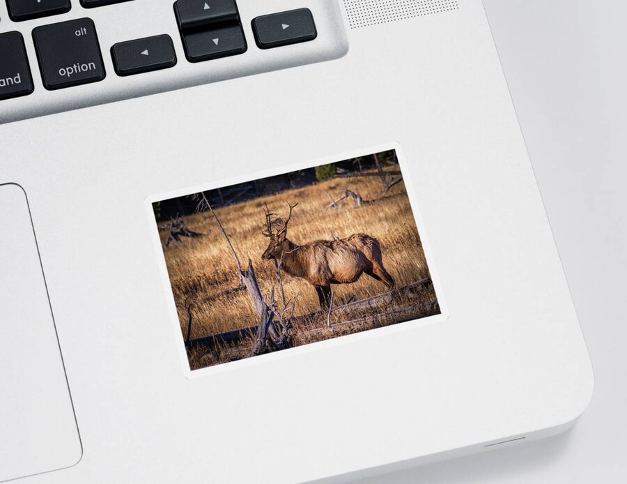 Elk Sticker featuring the photograph Yellowstone Bull Elk by Jen Manganello