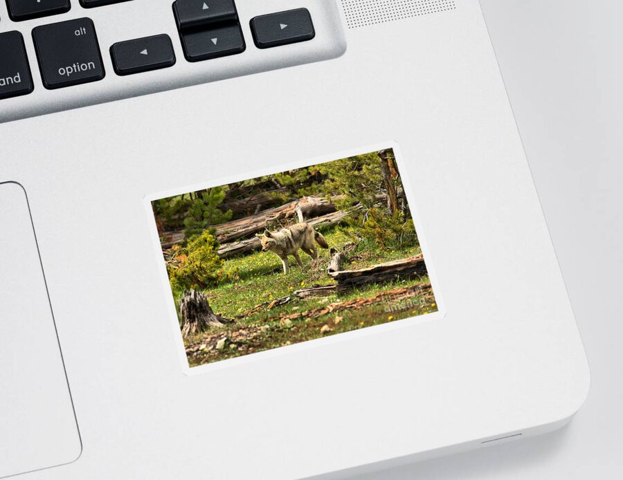 Coyote Sticker featuring the photograph Yellowstone Coyote Wandering Along by Adam Jewell