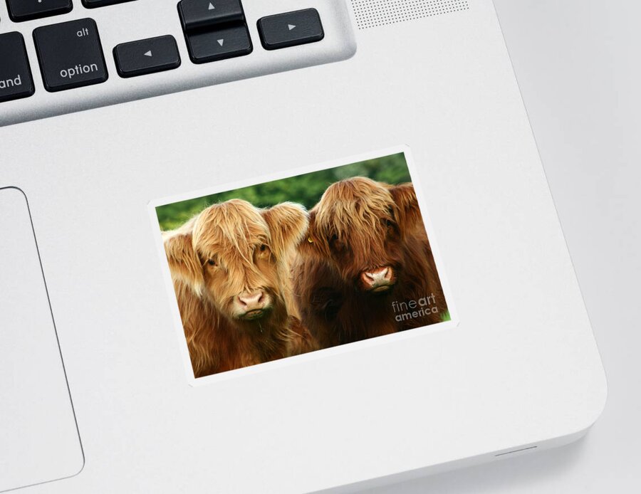 Cow Sticker featuring the photograph Yeti Cows by Ang El