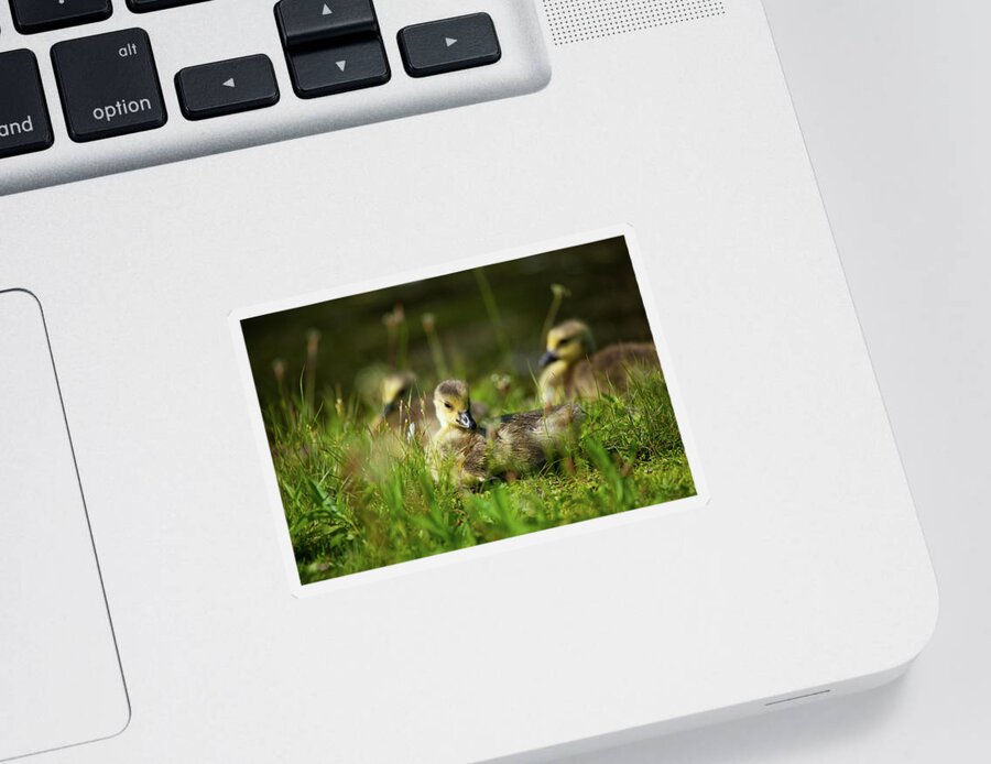 Cute Sticker featuring the photograph Young And Adorable by Karol Livote