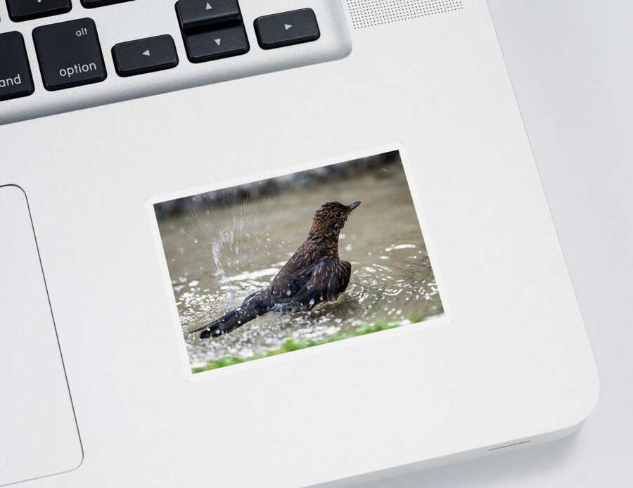 Young Blackbird's Bath Sticker featuring the photograph Young Blackbird's bath by Torbjorn Swenelius