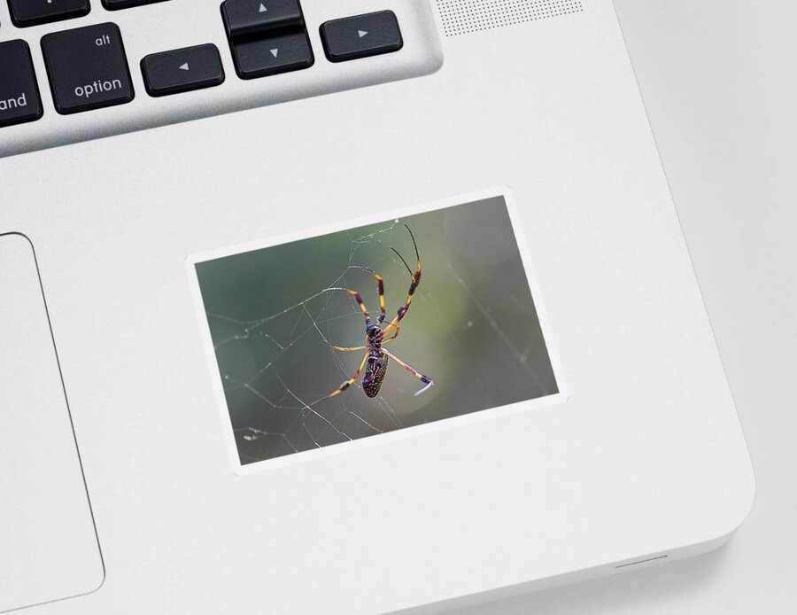 Spider Sticker featuring the photograph Young Golden Silk Female by Kenneth Albin