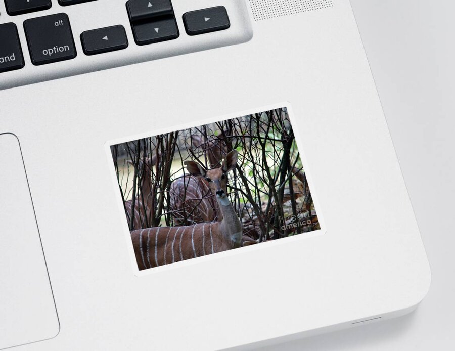 Michelle Meenawong Sticker featuring the photograph Young Kudu by Michelle Meenawong