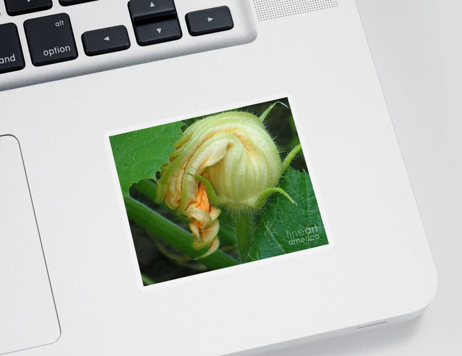 Nature Sticker featuring the photograph Young Pumpkin Blossom by Christina Verdgeline