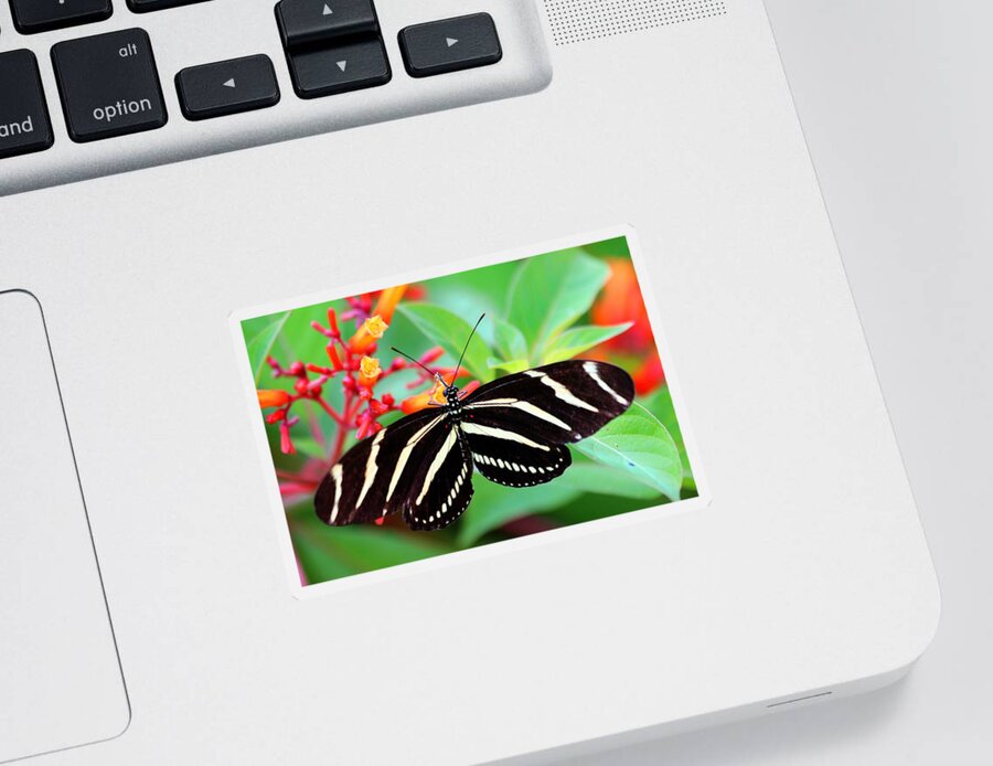 Zebra Longwing Butterfly Sticker featuring the photograph Zebra Longwing Butterfly by Carol Montoya