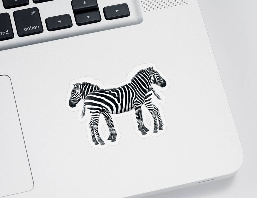 Africa Sticker featuring the photograph Zebra Pair On Black by Gill Billington