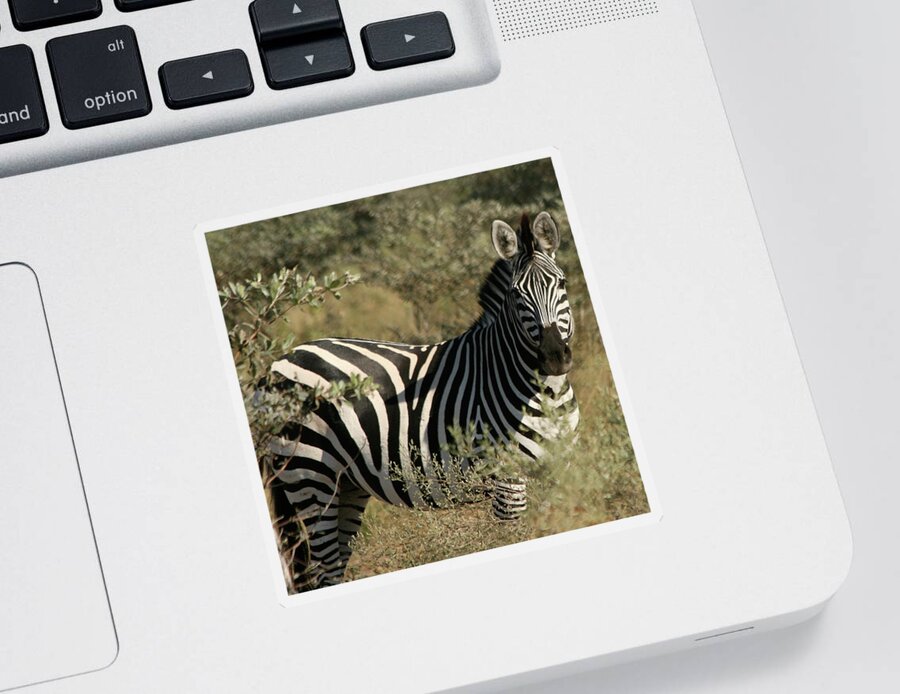Karen Zuk Rosenblatt Art And Photography Sticker featuring the photograph Zebra Portrait by Karen Zuk Rosenblatt
