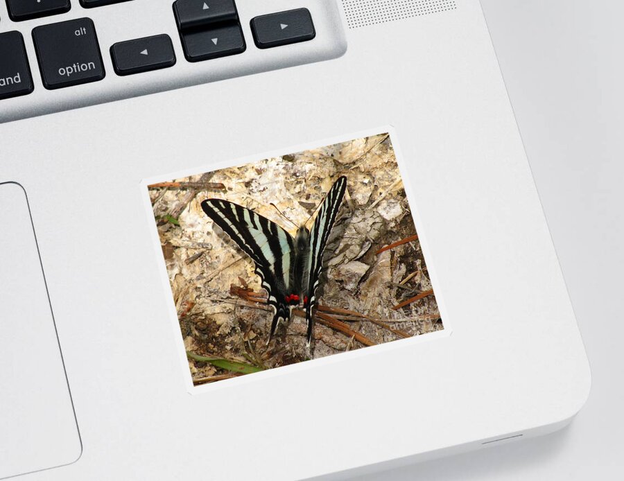 Butterfly Sticker featuring the photograph Zebra Swallowtail by Donna Brown