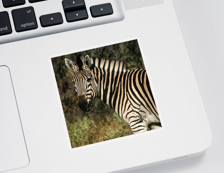 Zebra Sticker featuring the photograph Zebra Watching Sq by Karen Zuk Rosenblatt