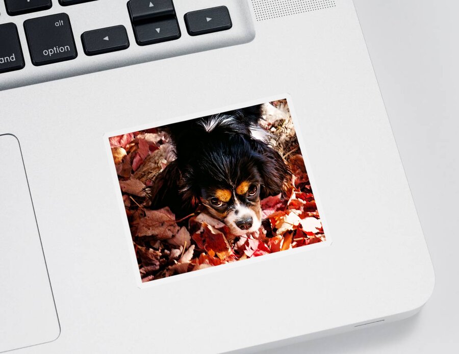 Tri Colored Cavalier King Chalres Spaniel Sticker featuring the photograph Zoey - Look Into My Eyes by Gwen Gibson