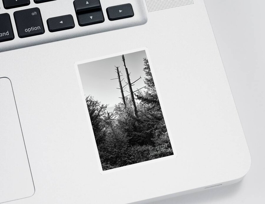 Smokies Sticker featuring the photograph Black And White Forest #1 by Phil Perkins