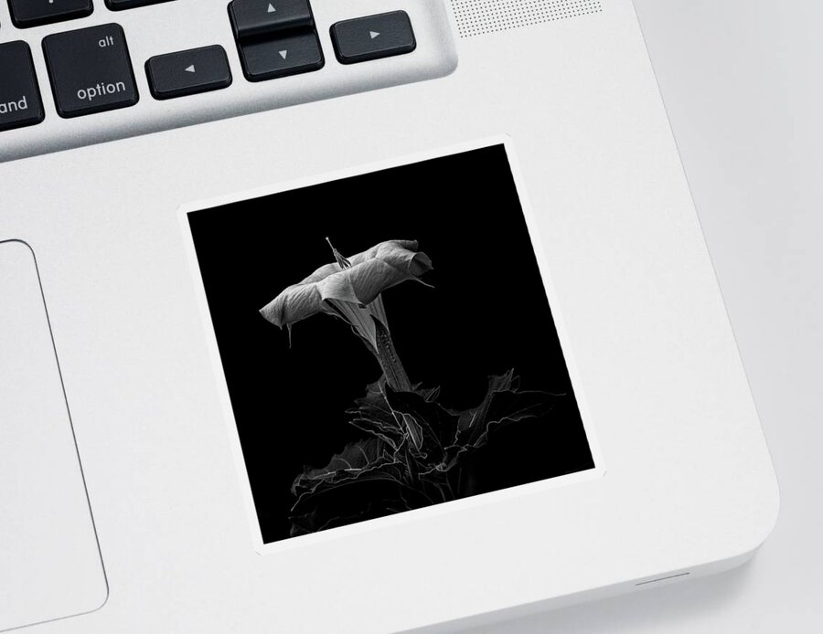 Datura Sticker featuring the photograph Datura in black and white #2 by Alessandra RC