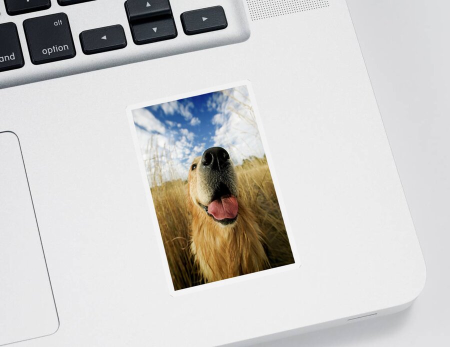 Animal Sticker featuring the photograph Golden Retriever Close #1 by Nhpa