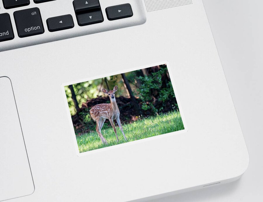 Deer Sticker featuring the photograph Innocent Eyes of a Young Fawn by Marcy Wielfaert