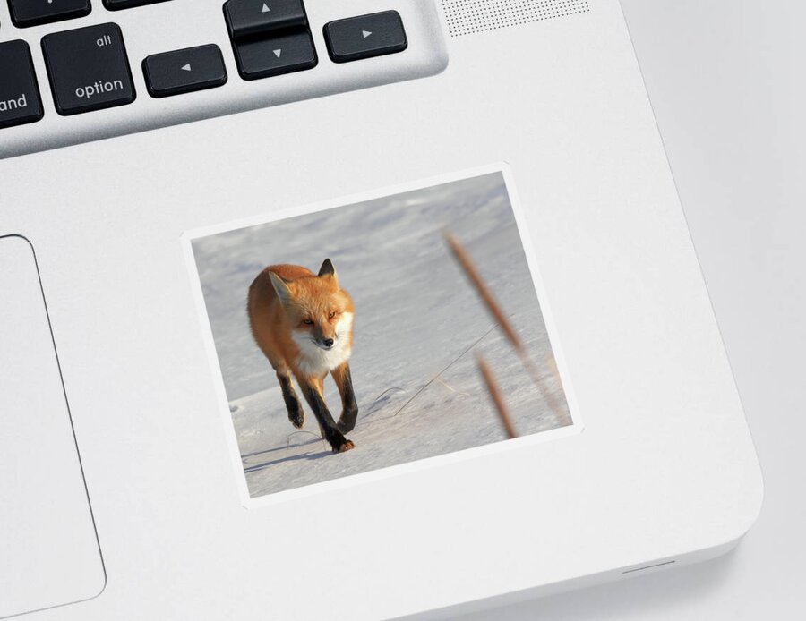 Fox Sticker featuring the photograph Just Passing Through by Susan Rissi Tregoning