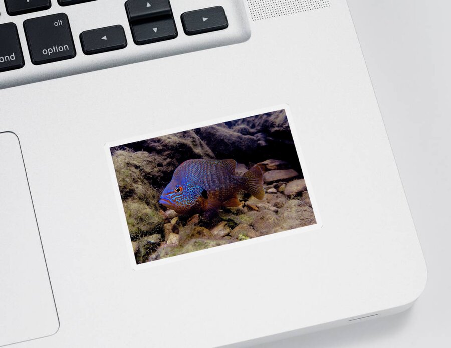 Animal Sticker featuring the photograph Male Ozark Longear Sunfish Lepomis #1 by Dante Fenolio
