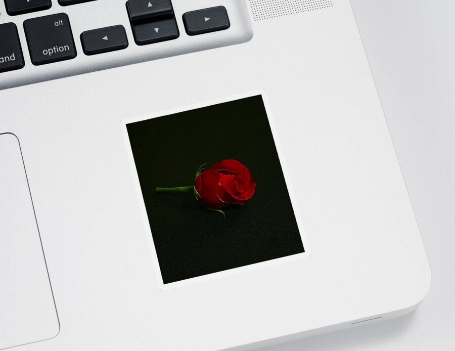 Single Red Rose Sticker featuring the photograph Single Rose by Colette Lee