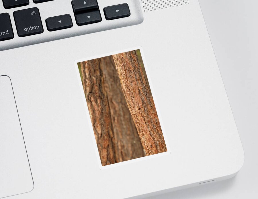 Bend Sticker featuring the photograph Ponderosa pine bark detail #1 by Steve Estvanik