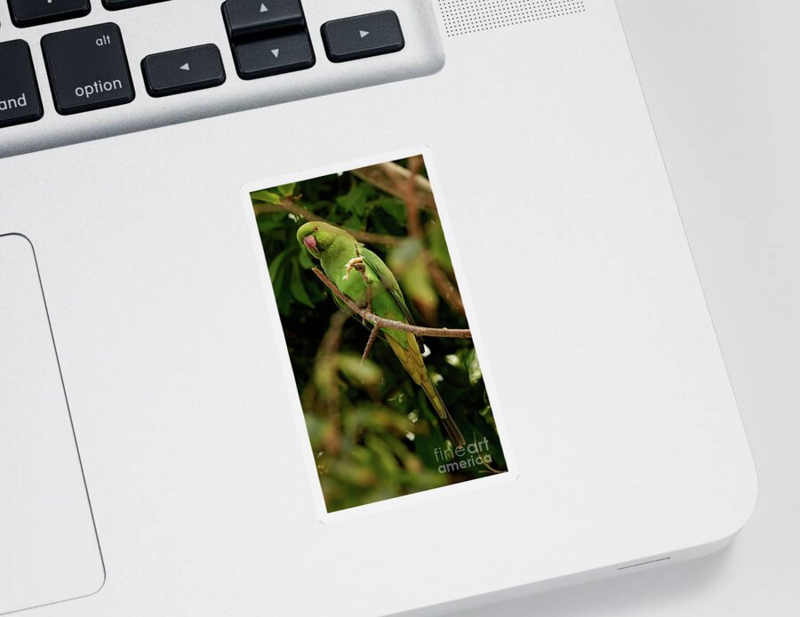Bright Sticker featuring the photograph Rose-ringed Parakeet Psittacula krameri #1 by Pablo Avanzini