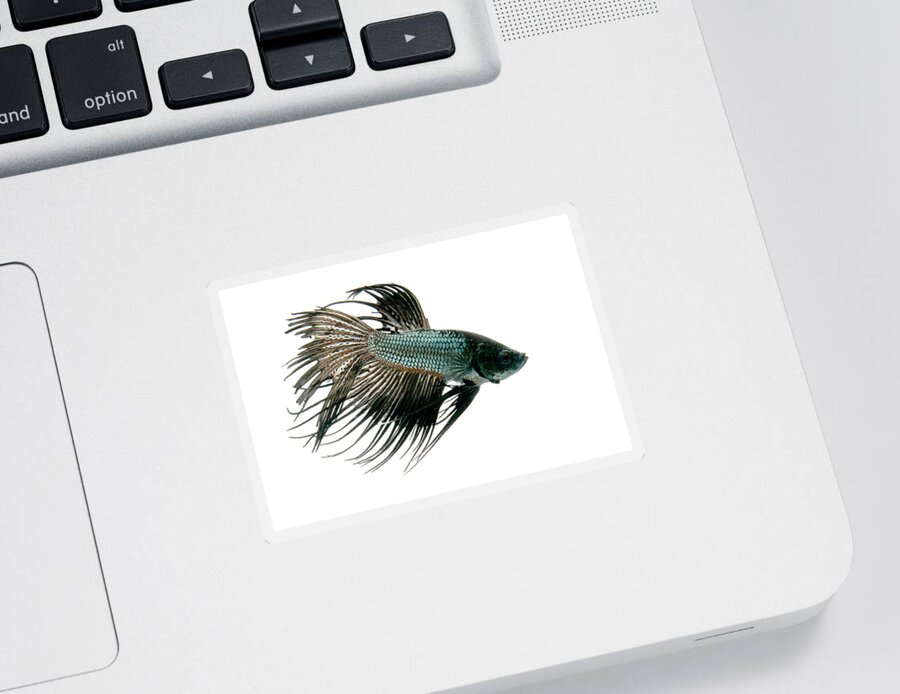Actinopterygii Sticker featuring the photograph Siamese Fighting Fish Or Betta #1 by David Kenny