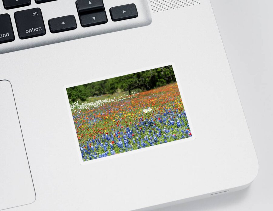 Sticker featuring the photograph Texas Wildflowers #1 by Paul Quinn