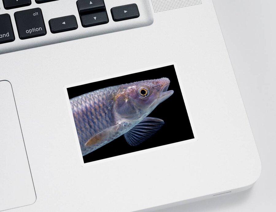 Animal Sticker featuring the photograph Whitetail Shiner Cyprinella Galactura #1 by Dante Fenolio