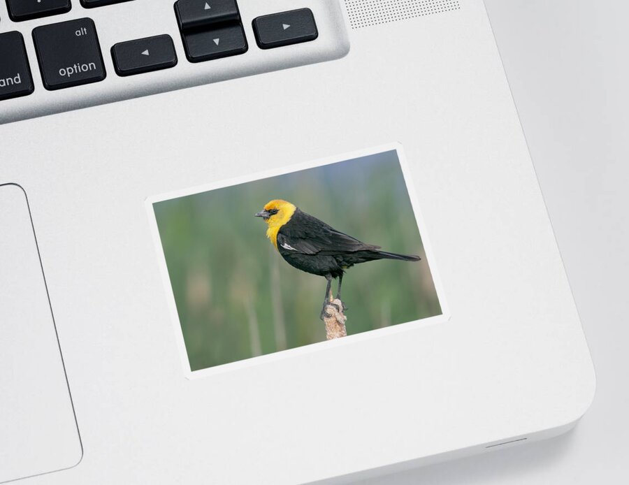 Animal Sticker featuring the photograph Yellow-headed Blackbird #1 by James Zipp