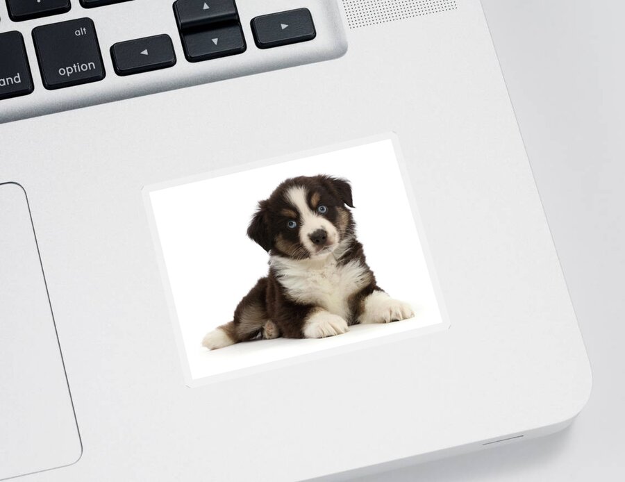 Adorable Sticker featuring the photograph Mini American Shepherd Puppy #14 by Mark Taylor