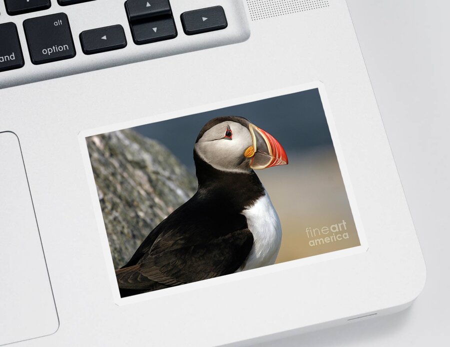 Atlantic Puffin Sticker featuring the photograph Atlantic Puffin by Jeannette Hunt