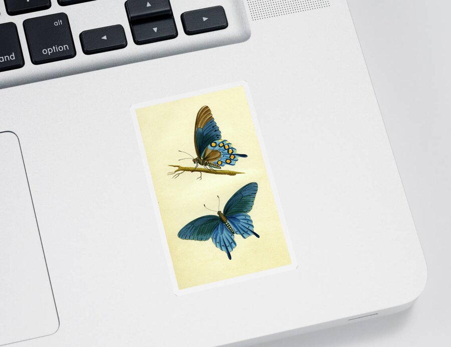 Entomology Sticker featuring the mixed media butterflies - Papilio philenor by Unknown