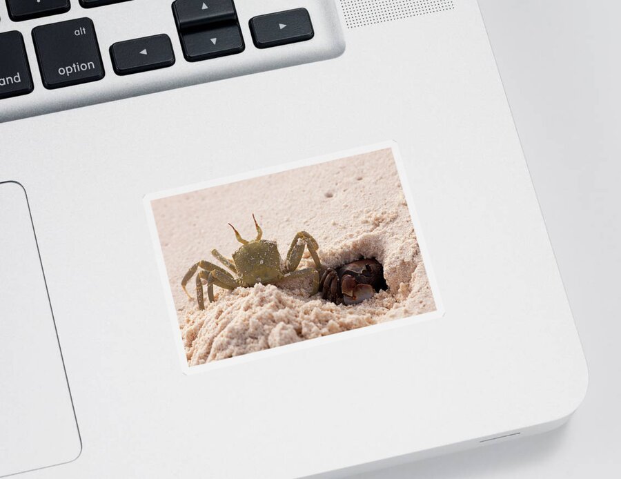 04.02.2012 Sticker featuring the photograph Horned Ghost Crab Ocypode #2 by Nhpa