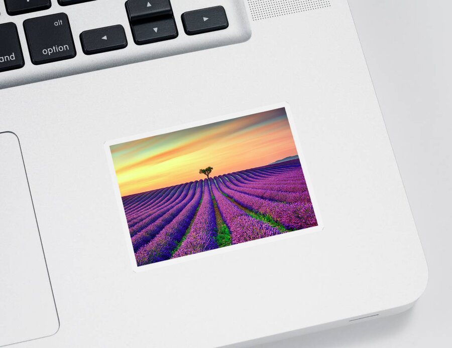 Lavender Sticker featuring the photograph Lavender Flowers and Lonely Tree in Provence by Stefano Orazzini
