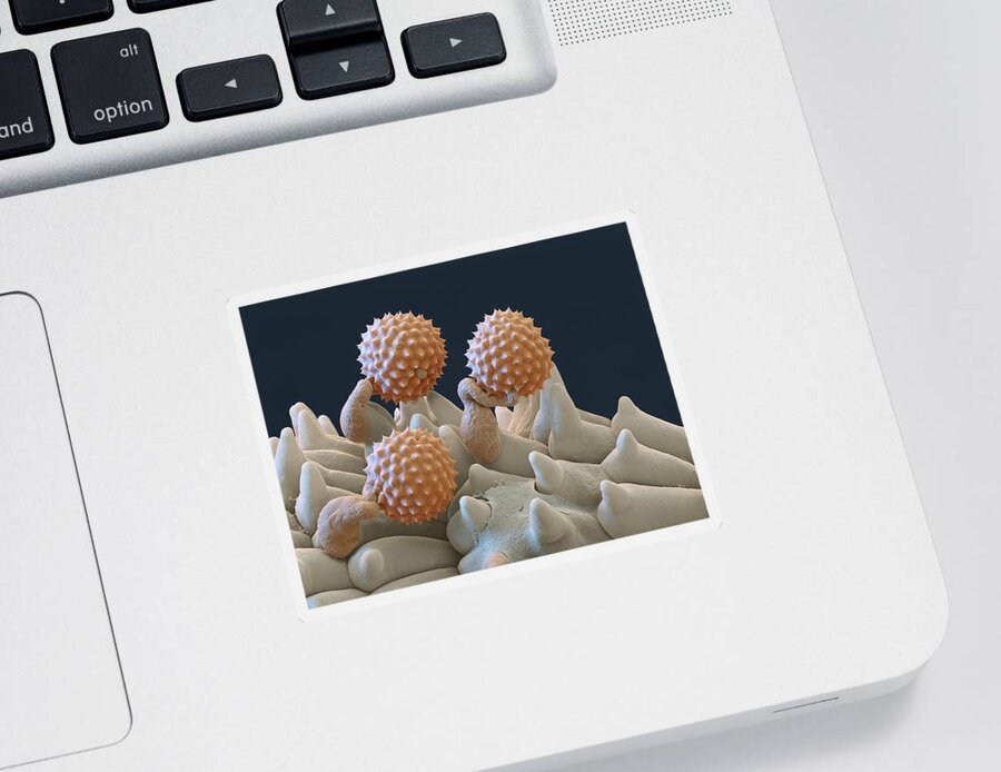 Ambrosia Sticker featuring the photograph Pollen And Pollen Tubes, Sem by Oliver Meckes EYE OF SCIENCE