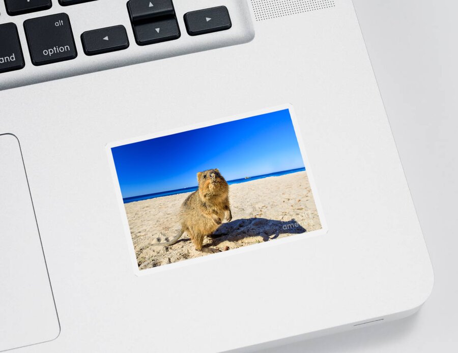 Quokka Sticker featuring the photograph Quokka on the beach #2 by Benny Marty