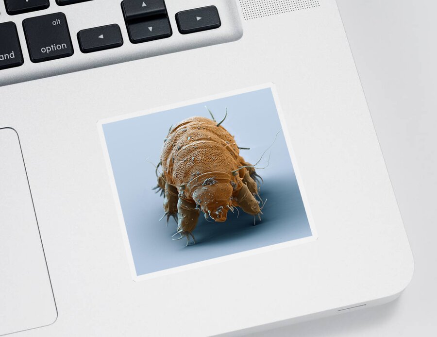 Animal Sticker featuring the photograph Water Bear Or Tardigrade #23 by Meckes/ottawa