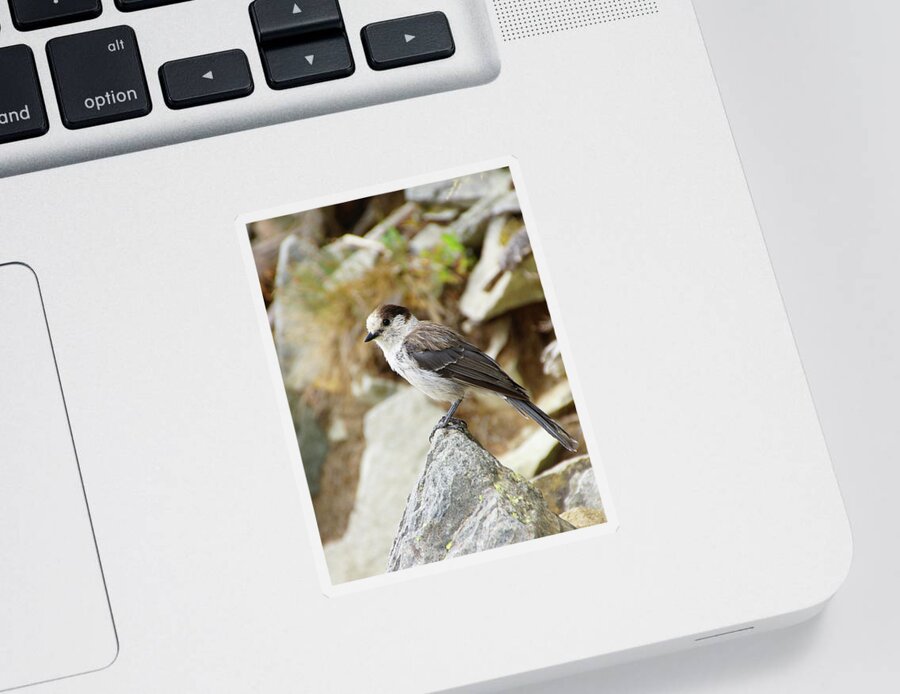 Jay Sticker featuring the photograph Camprobber - the Gray Jay #3 by Steve Estvanik