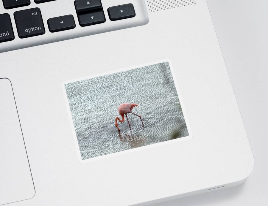 Animal Sticker featuring the photograph Greater Flamingo #4 by Michael Lustbader